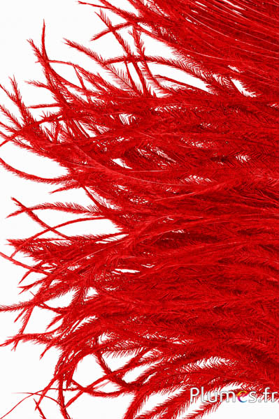 Strauss Franzen - 8-15 cm - rot